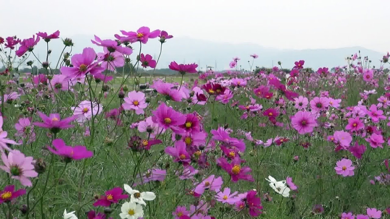 大阪･寝屋川 太間公園のコスモス Cosmos flowers in Neyagawa, Osaka(2013-11)