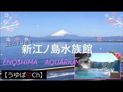 【絶景】富士山が望める、新江ノ島水族館の今をご紹介♡の巻。