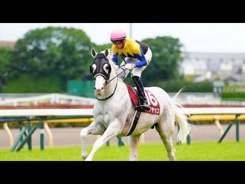 🐎💔😢🚑白毛のアイドル馬ハヤヤッコ、目黒記念で競走中止　右前脚に重傷も命に別状なし