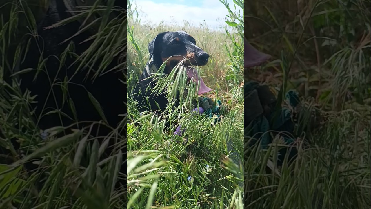 ⚡Рубик⚡ ягдтерьер jagdterrier