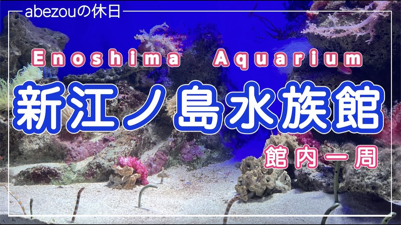 【新江ノ島水族館】ひとりで楽しむ 癒しの水族館一周コース