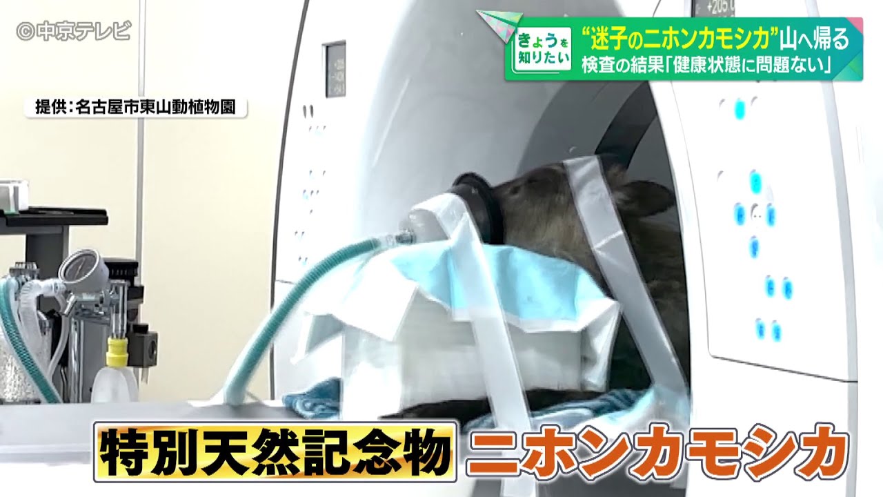 【ニホンカモシカ】名古屋市で捕獲　動物園で検査し健康状態に問題なしのため生息地と考えられる山へ