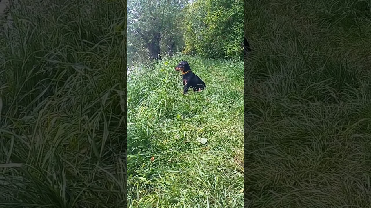 #ягдтер'єр#сезонкупаннявідкрито