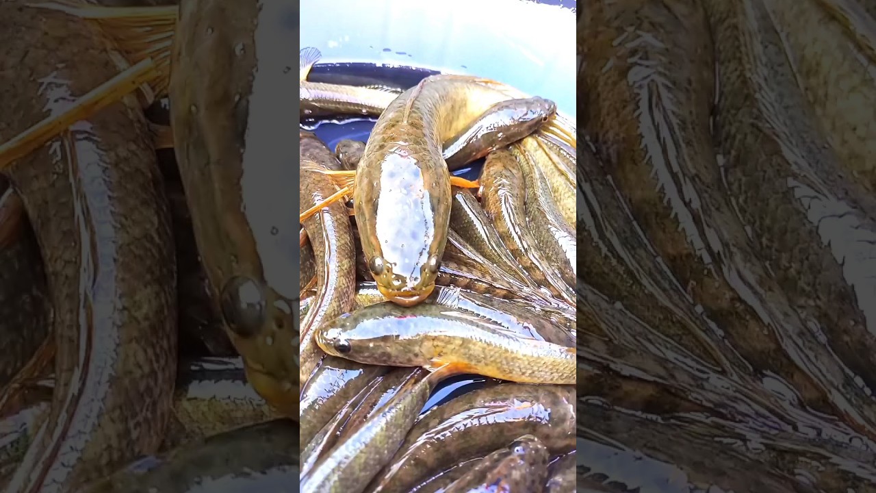 गरई मछली Saury fish  🐠short videos Desi vlog #video #shortvideo #youtubeshorts #viral
