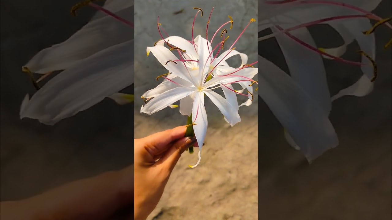 🤍🌸