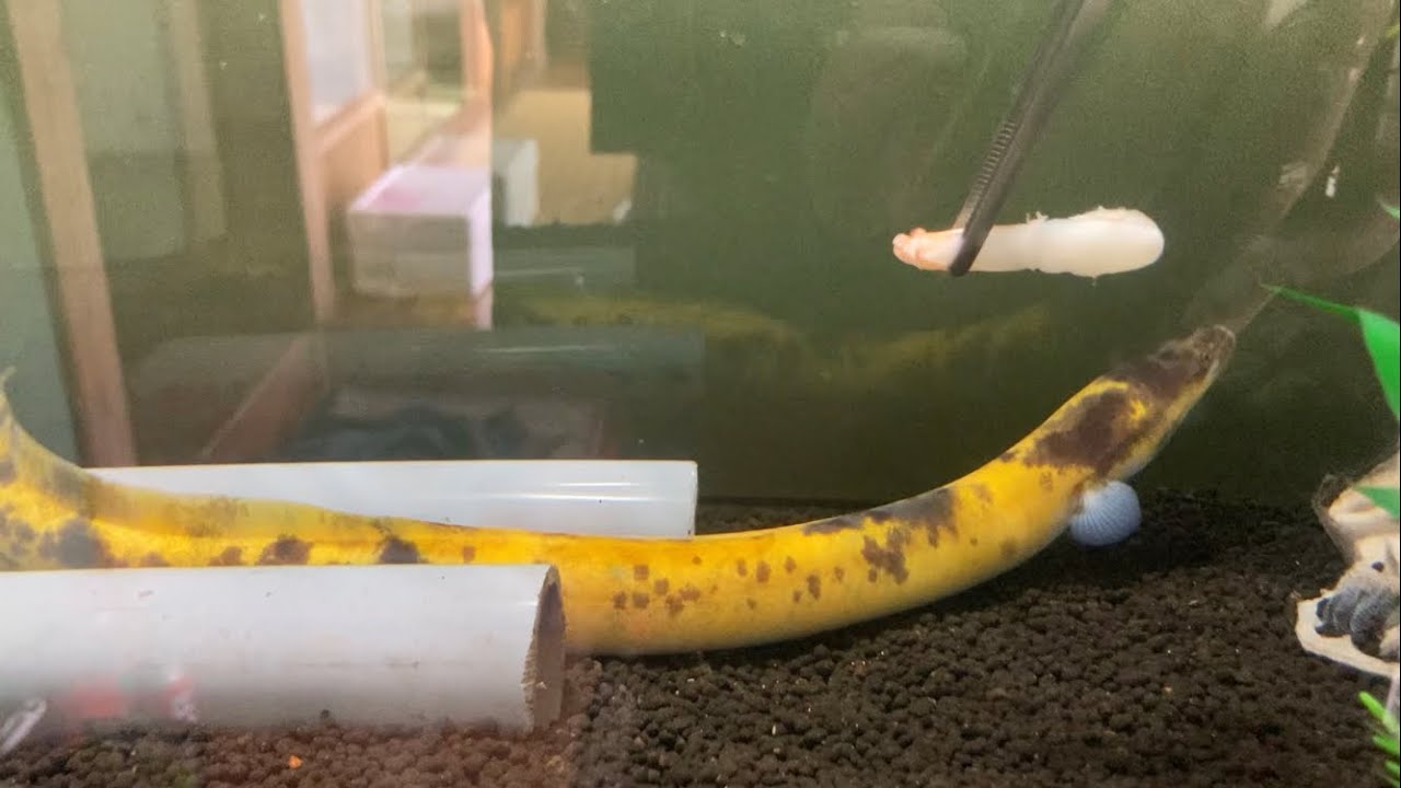 バナナうなぎに餌やり