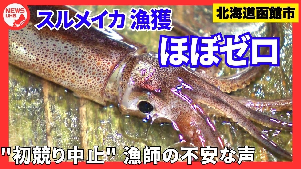 「こんなの初めて」スルメイカ壊滅的不漁でイカのマチ函館に動揺広がる…初日の漁獲量ほぼゼロで史上初の“初競り中止”に…漁業者や観光業者から不安の声「イカがないと、我々もいなくなってしまう」＜北海道＞