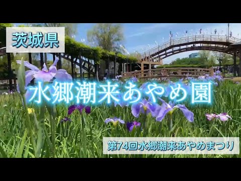 【茨城】水郷潮来あやめ園のあやめまつり