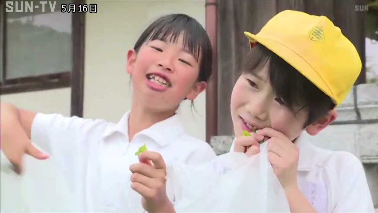 「丹波篠山茶」　地元の小学生が新茶の収穫体験