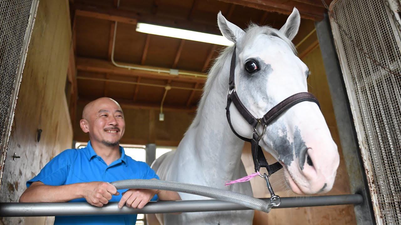 【国枝厩舎インタビュー】お茶目な白毛馬・ハヤヤッコの生態に迫る