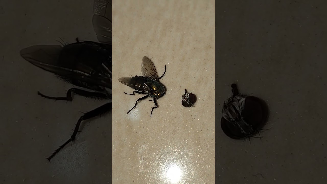 തലയില്ലാത്ത ഈച്ച. Zombie fly.. #shorts #fly #microphotography
