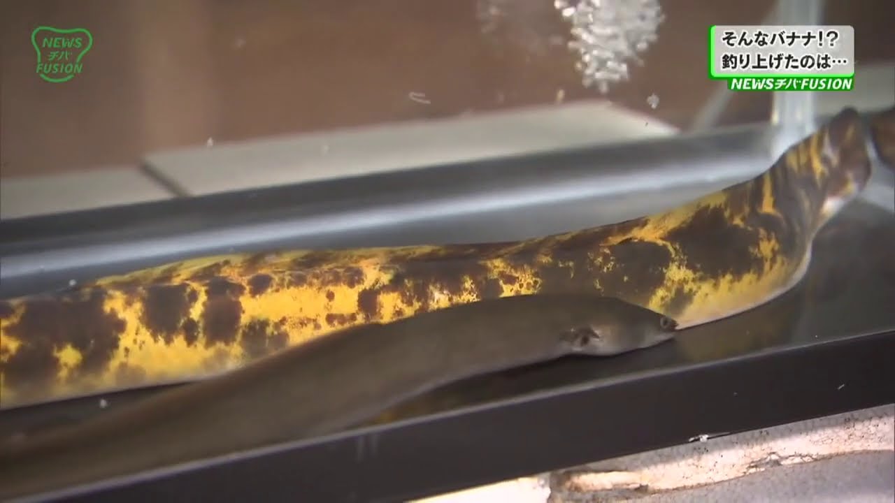 そんなバナナ⁉睦沢町の男性 バナナウナギ釣り上げる／10万匹に1匹！幸運を呼ぶ⁉金運アップ⁉／黄色と黒のまだら模様は“バナナの皮”そのもの！／7月23日「NEWSチバ930」にて放送