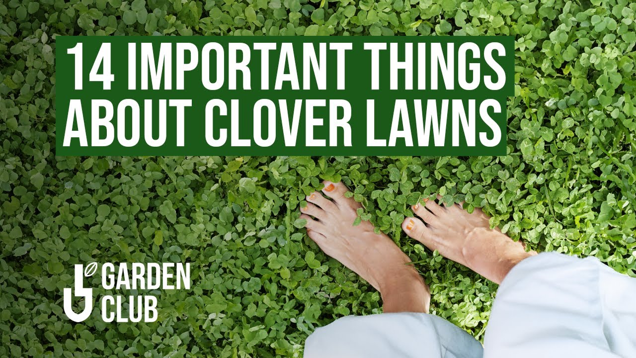 🍀 14 Important Things About CLOVER LAWNS