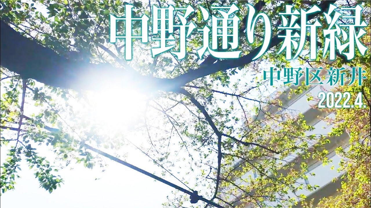 【中野通りの新緑 】2022.4.中野区新井