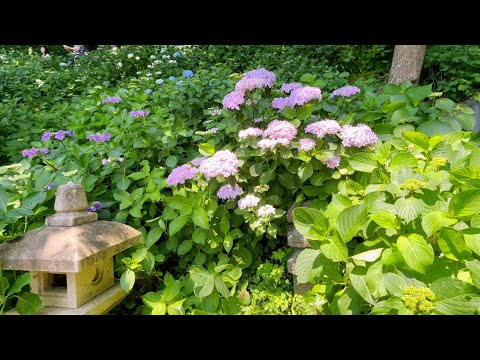 鎌倉 長谷寺のあじさいが咲き始めました！2025.6.1/Hasedera Hydrangea
