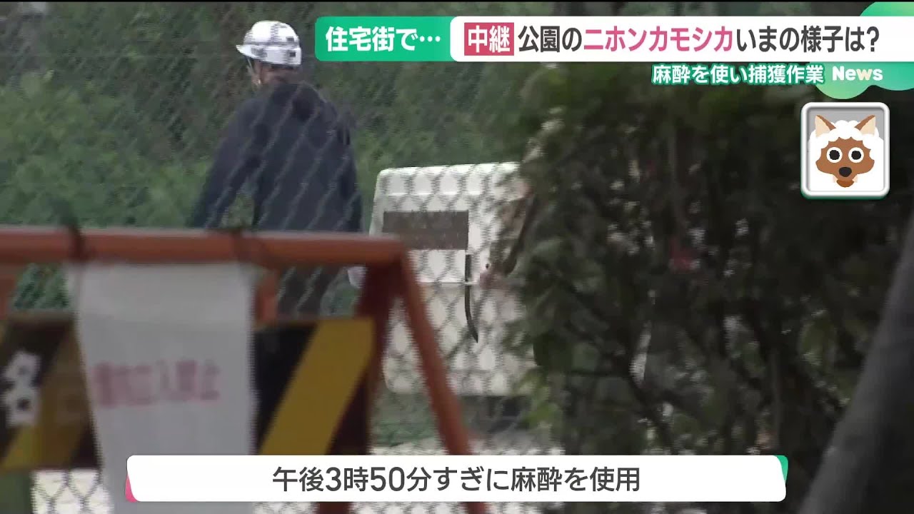 【速報】名古屋のニホンカモシカを捕獲 (25/06/03 16:02)