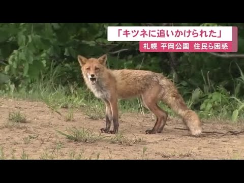「ワンワン吠えながら向かってくる」
