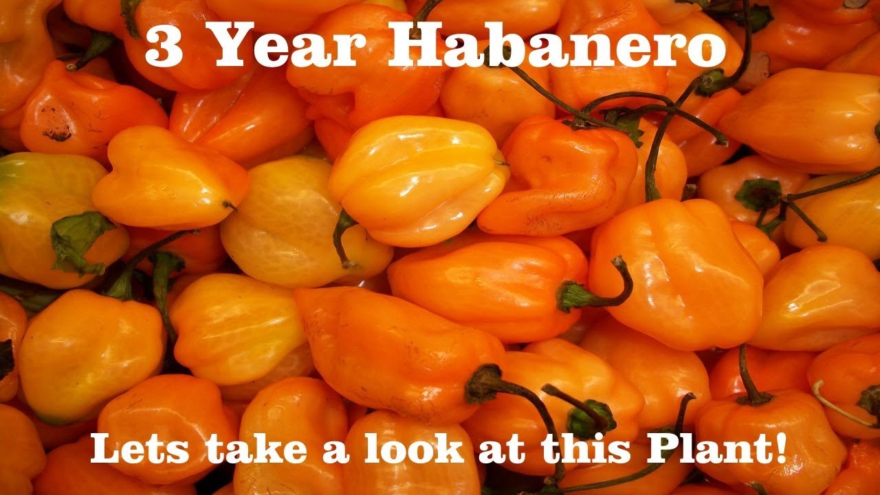 ⟹ 3 year old Habanero Pepper Plant | Walmart | 20 cent seeds