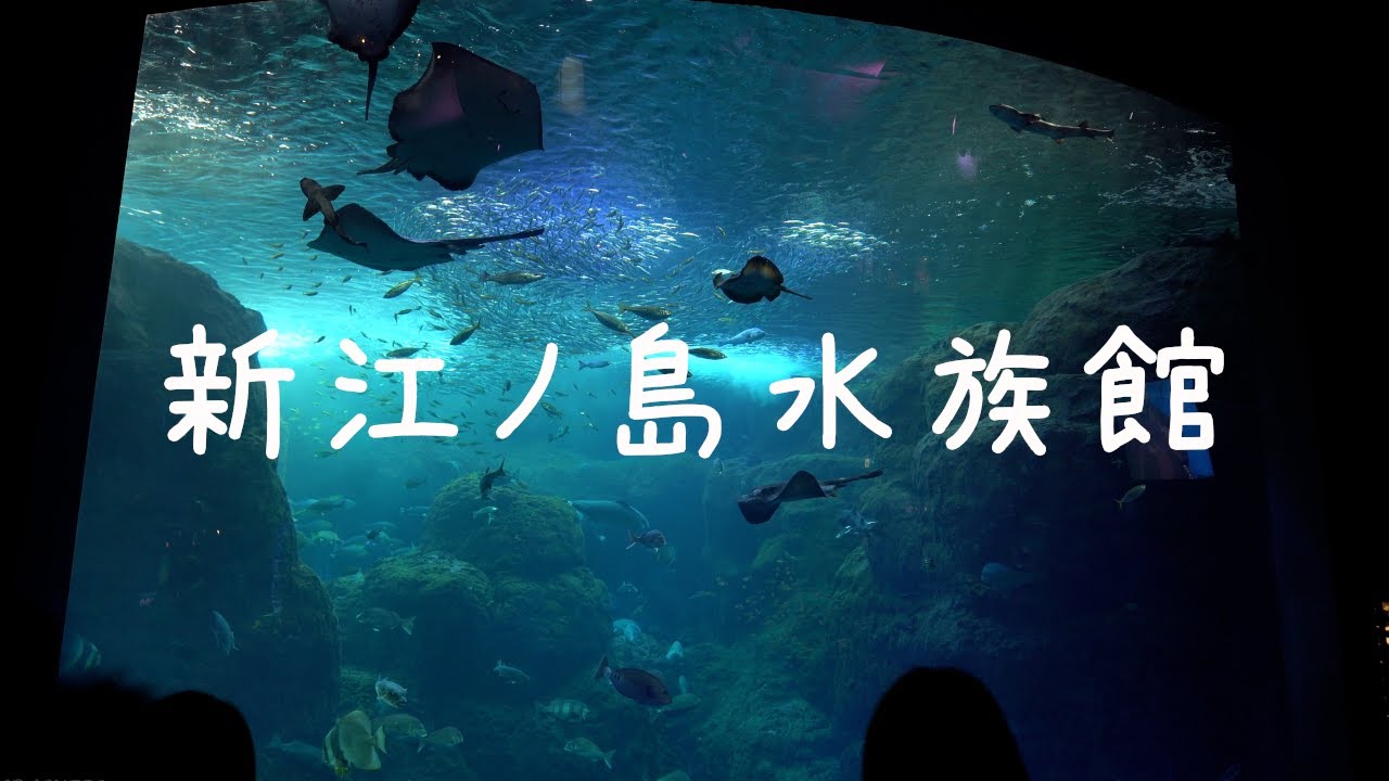【神奈川県 4K】新江ノ島水族館の散歩(立体音響ASMR)