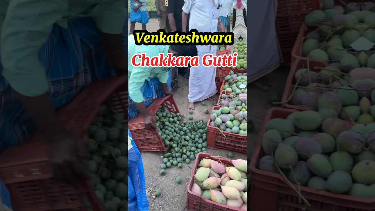 கிருஷ்ணகிரி #chakkara Gutti 🥭Mango சக்கர் குட்டி Live Auction #mango #fruit #mangovarieties