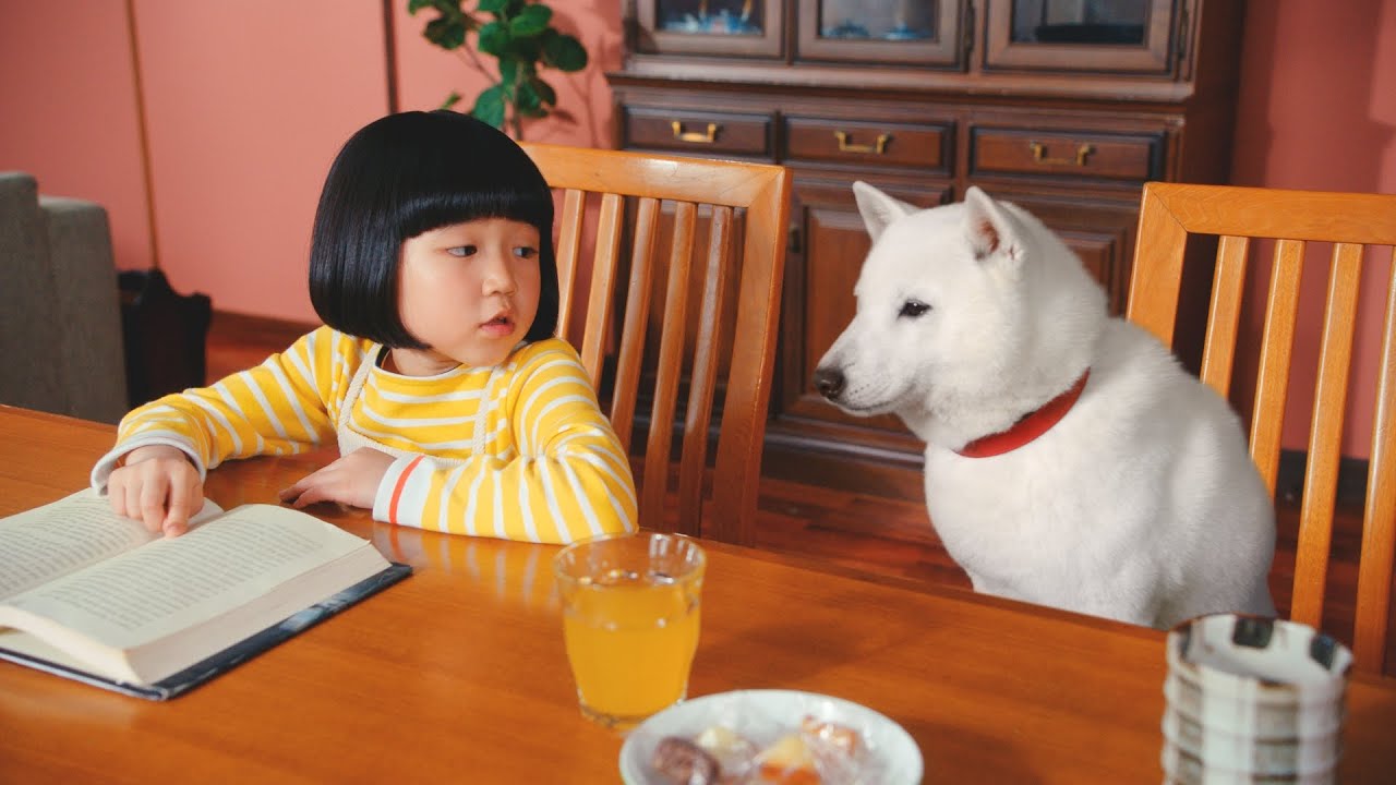 ソフトバンク CM「白戸家 パープレに相談 英語」篇