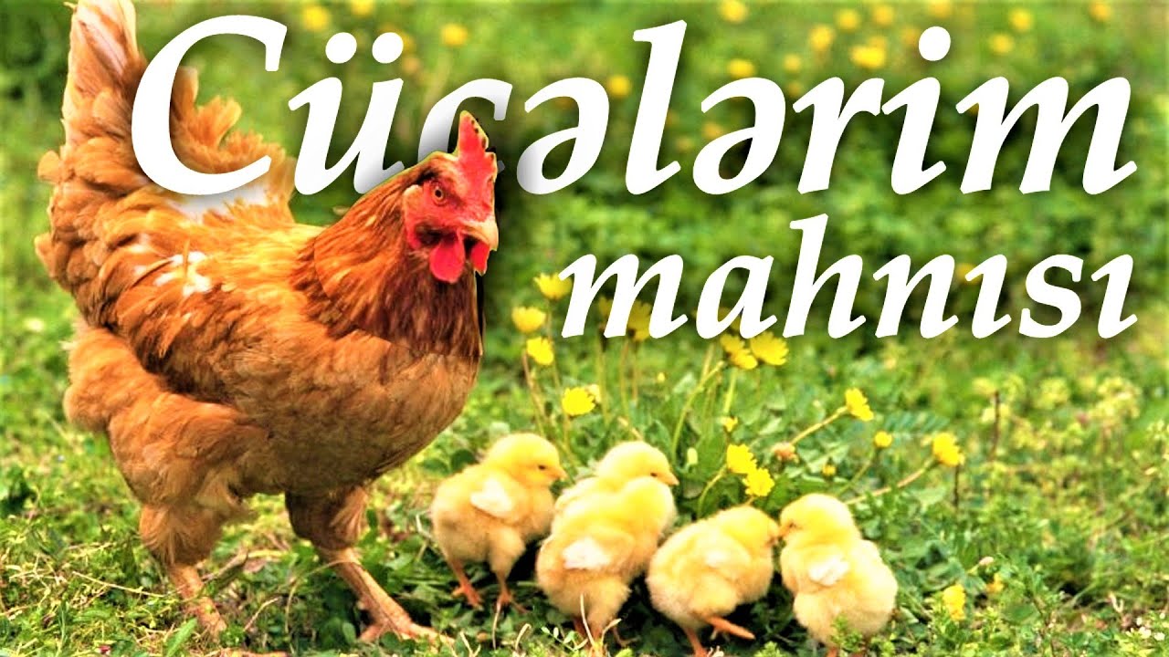 🐣 Cucelerim 🐤 ❤️ Little Chick Cheep song 🐥