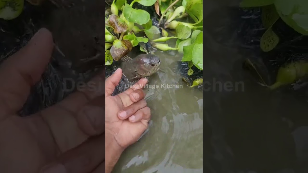🎣 Desi Village Fishing | River & Pond Fishing | Traditional Fishing Methods 🌾