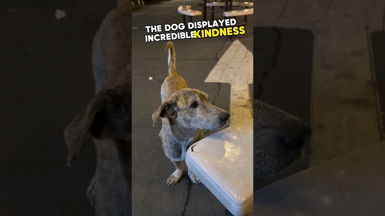 ⚠️ Dog's heartwarming reaction to food 💛 #dog #shorts #heartwarming