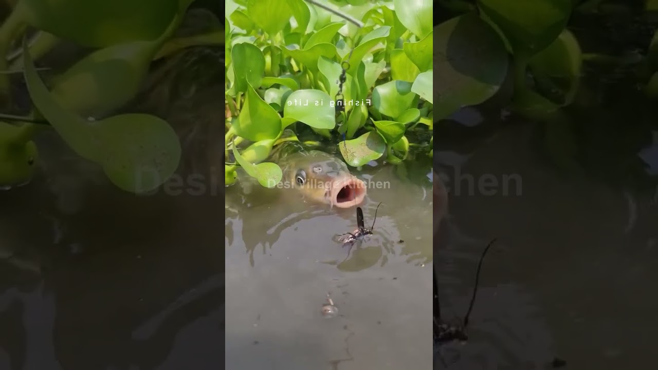 🎣 Dream Village | Desi Village Fishing | River & Pond Catches | Traditional Fishing 🌿
