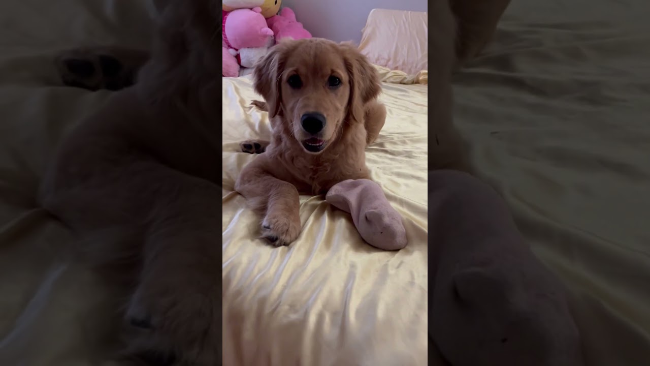 😭😂 #goldenretriever #cutepet #lola #puppy #puppylife #funny #cute #viral #youtube #trend #fyp