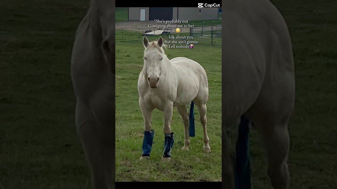 🤷‍♀️ #mule #horse #barrelracing #rideforwally #rideforspider