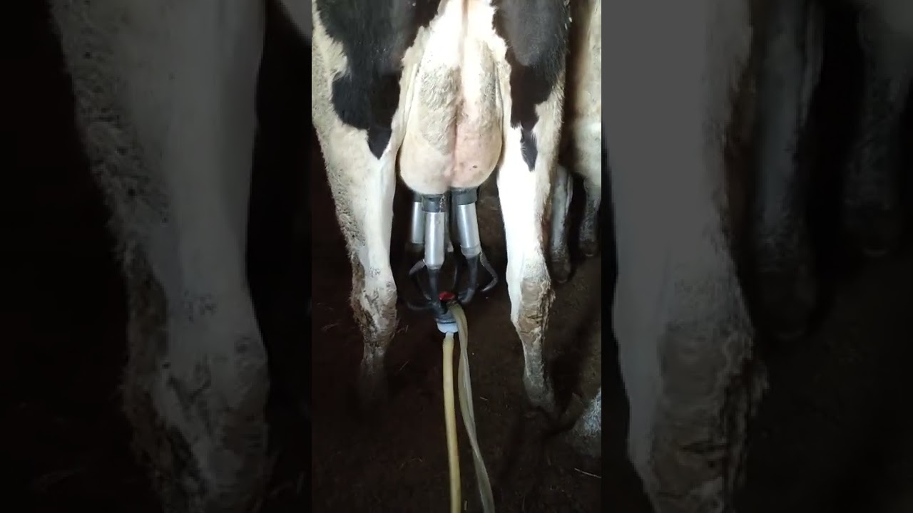 🐄 İnek Süt Sağım 🐮🐄