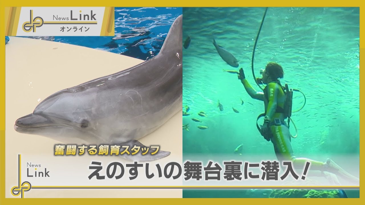 奮闘する飼育スタッフ・新江ノ島水族館 えのすいの舞台裏に潜入【News Linkオンライン】