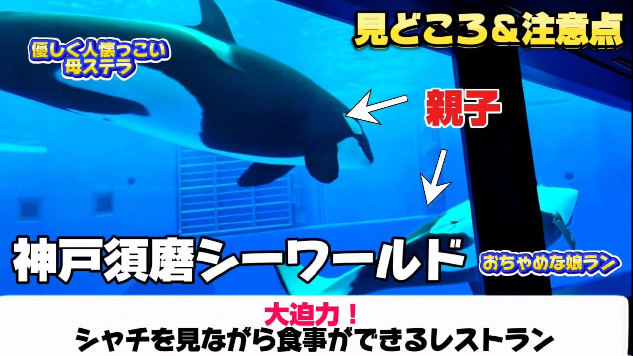 【兵庫 神戸】食べ放題！子連れもOK！関西唯一 シャチを見ながらブッフェを楽しめる大迫力レストラン#神戸須磨シーワールド #神戸旅行#水族館#シャチ#シャチショー#レストラン#食べ放題#お出かけ