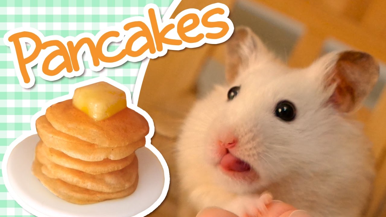 🥞 Pancakes | HAMSTER KITCHEN 🥞