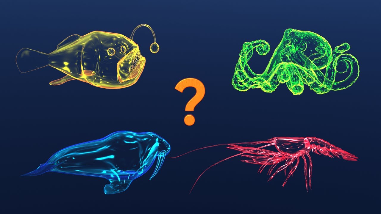 🐙 Sea Animals