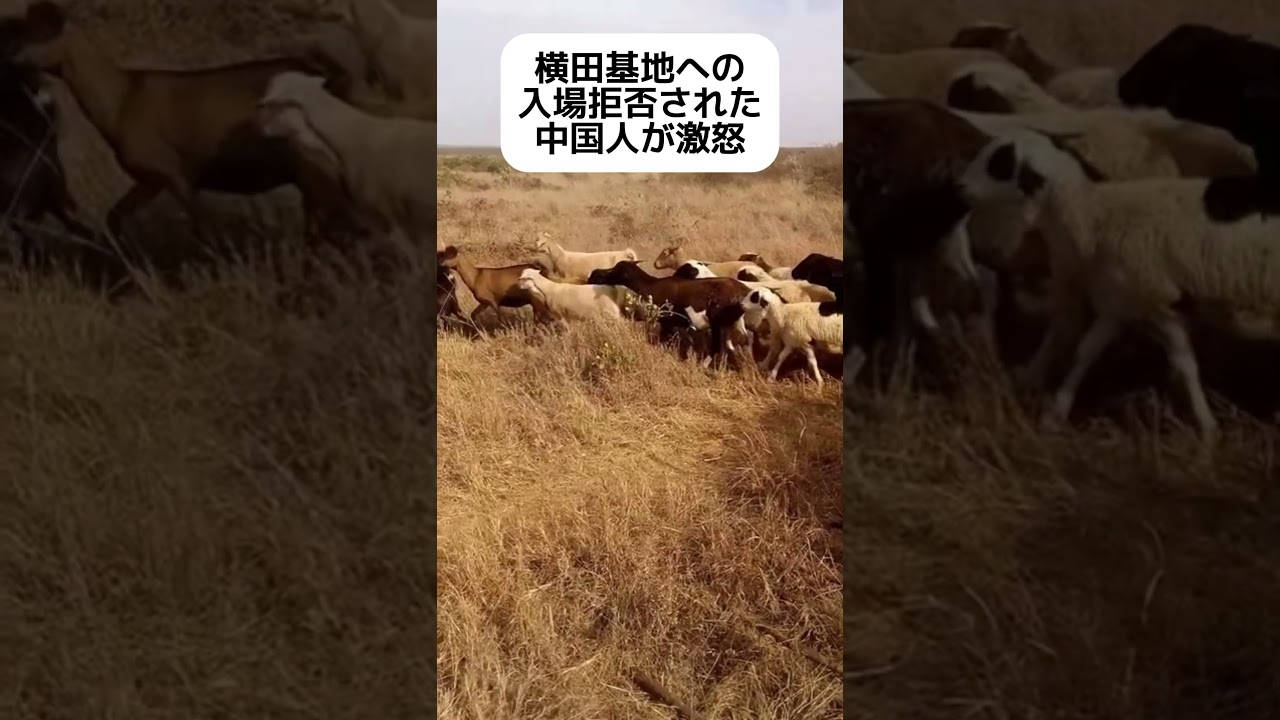 【笑】横田基地への入場を拒否された中国人女性 #shorts