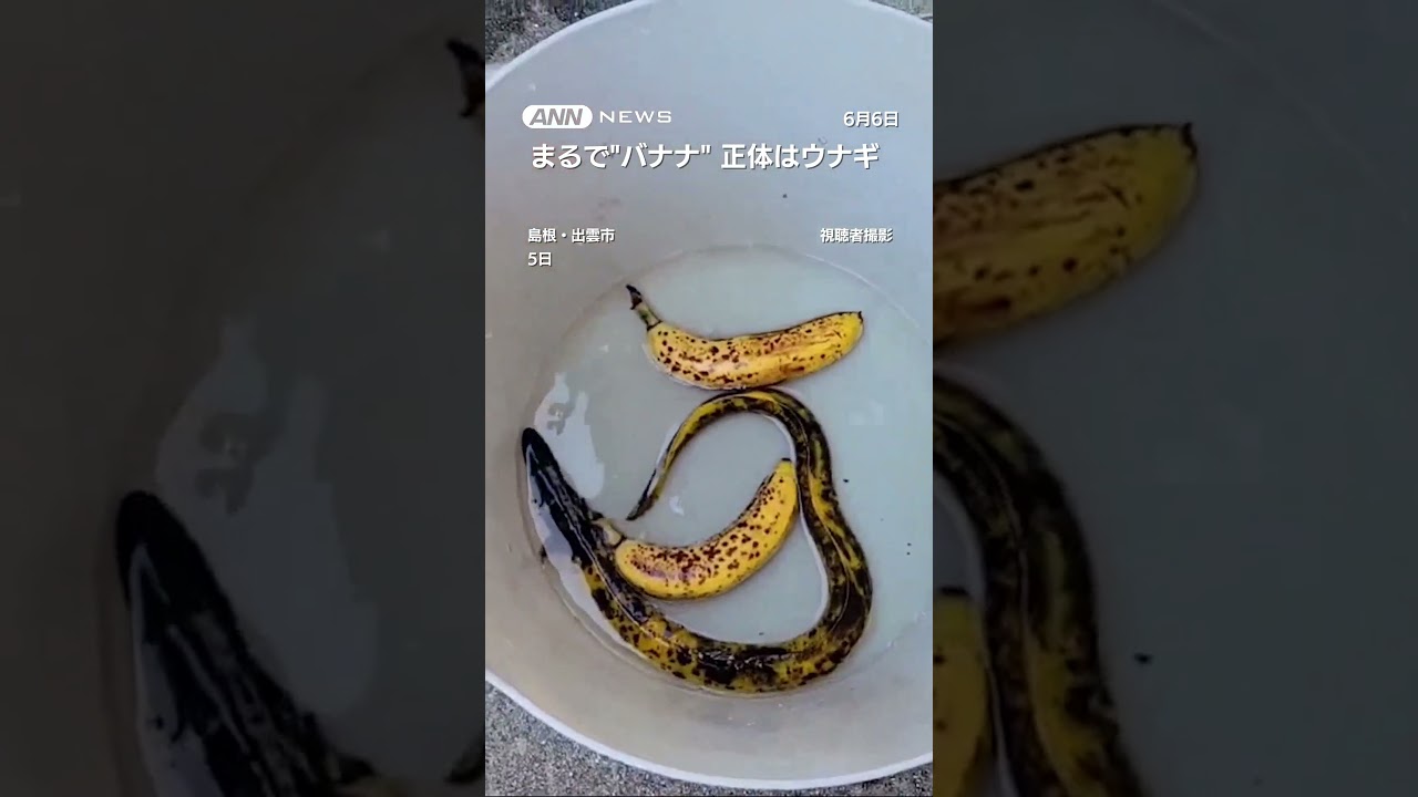 まるで“バナナ”その正体はウナギ　希少性高い「バナナウナギ」 #shorts