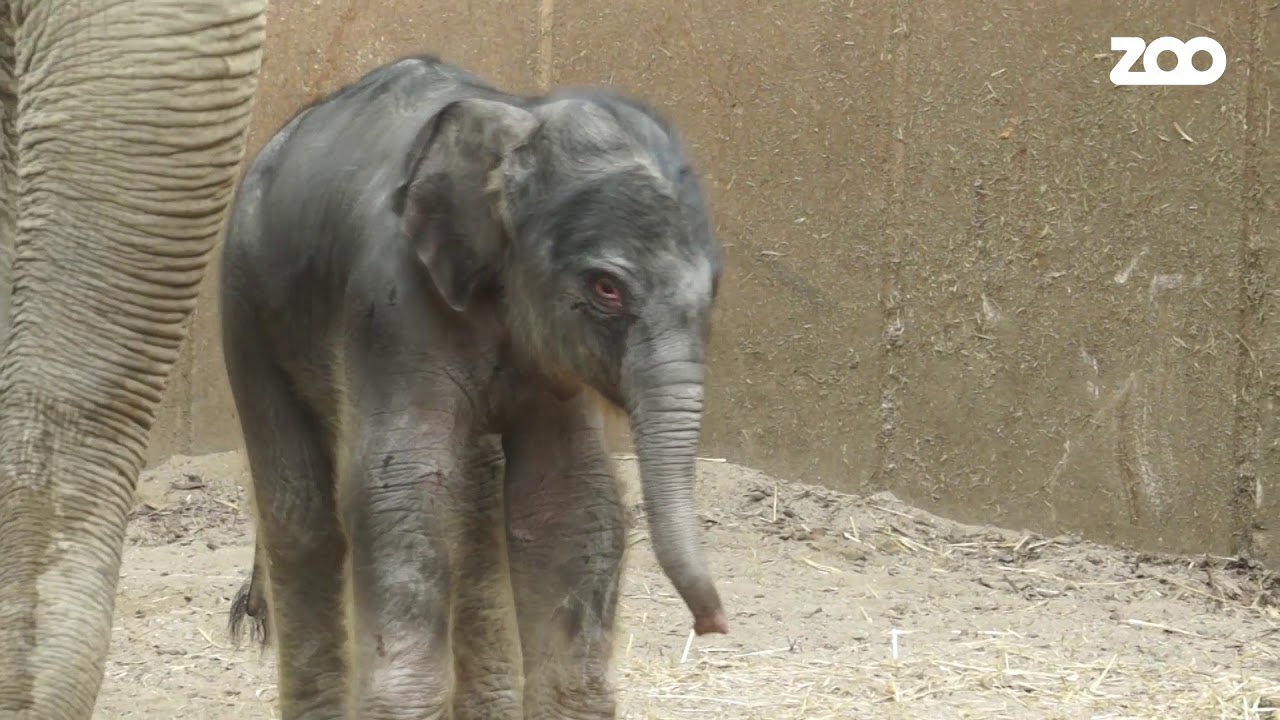 🐘 Surin er drægtig 🐘