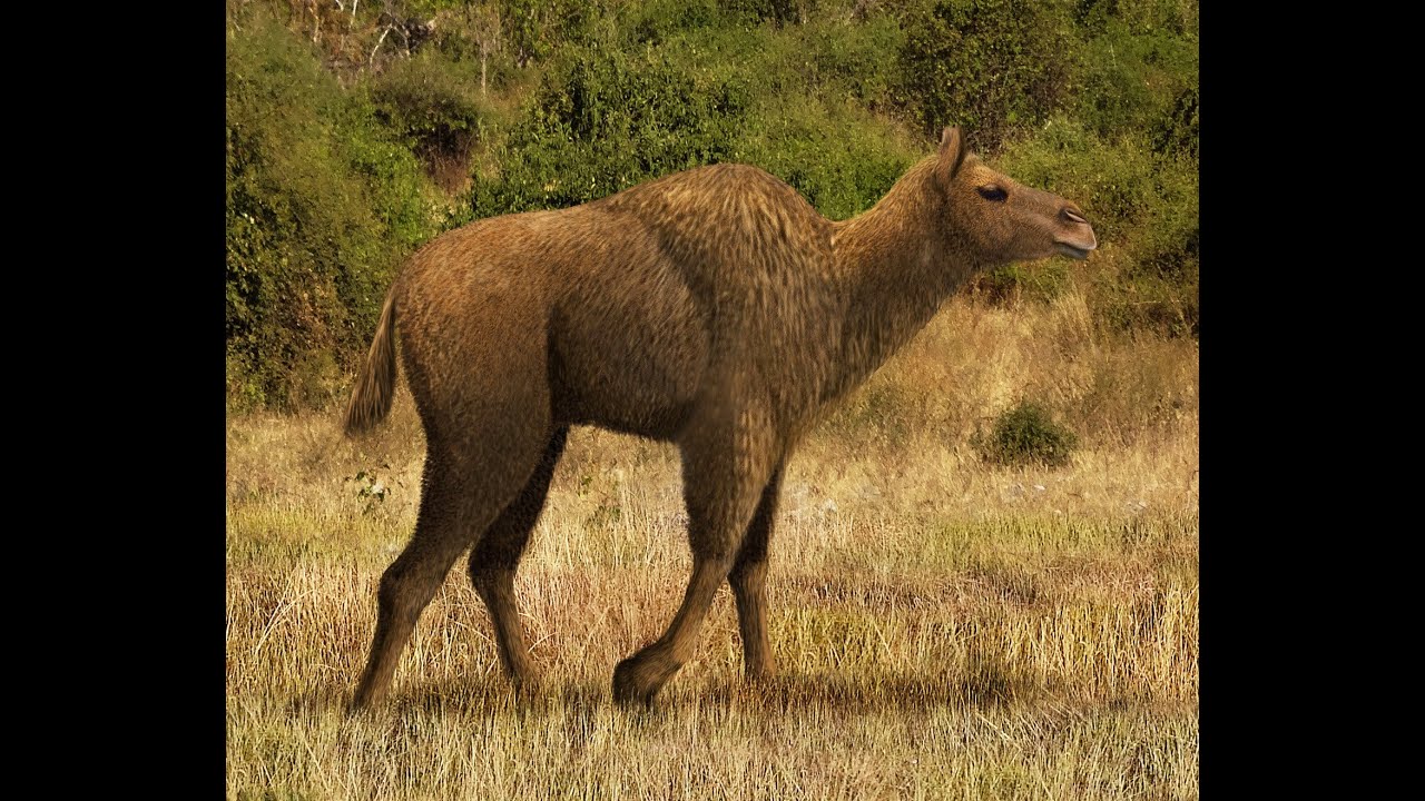 Титанотилопус Titanotylopus nebraskensis (1 часть)