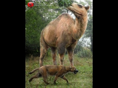 Титанотилопус Titanotylopus nebraskensis (2 часть)