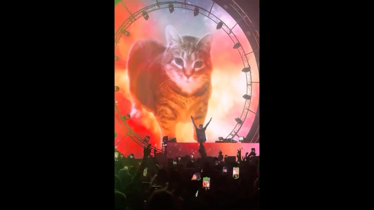 😭 uiia cat at a rave 🎸🕺 #cat #silly #shorts