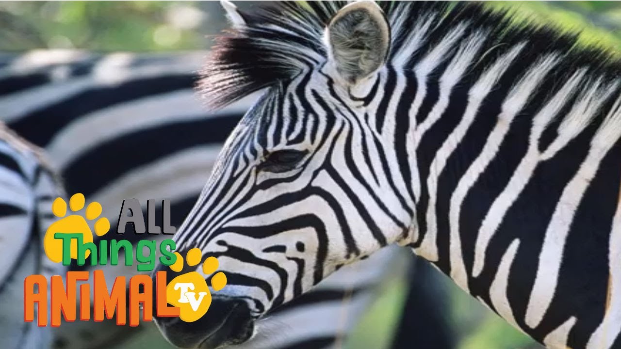 * ZEBRA * | Animals For Kids | All Things Animal TV