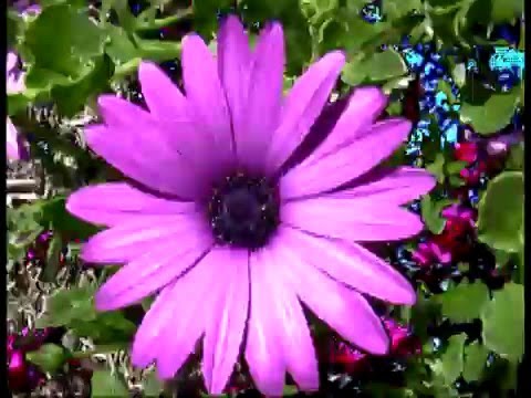 02 Floration (2002)