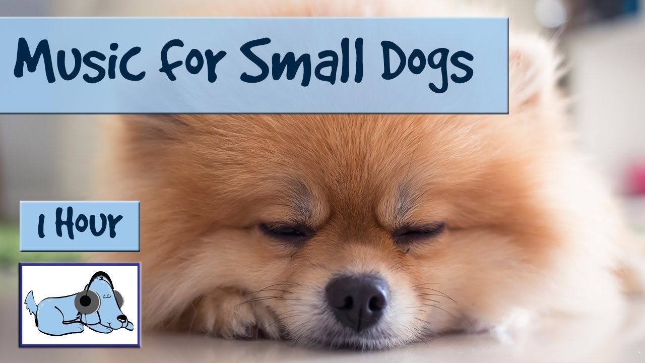 1 Hour of Music for Small Dogs. Chihuahuas, Yorkshire Terriers, Poms.