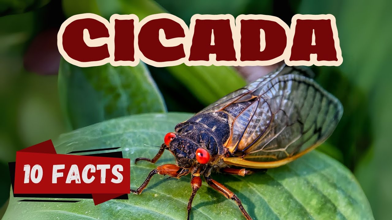 10 Fascinating Cicadas Facts for Kids | Nature's Noisy Wonders #cicadas