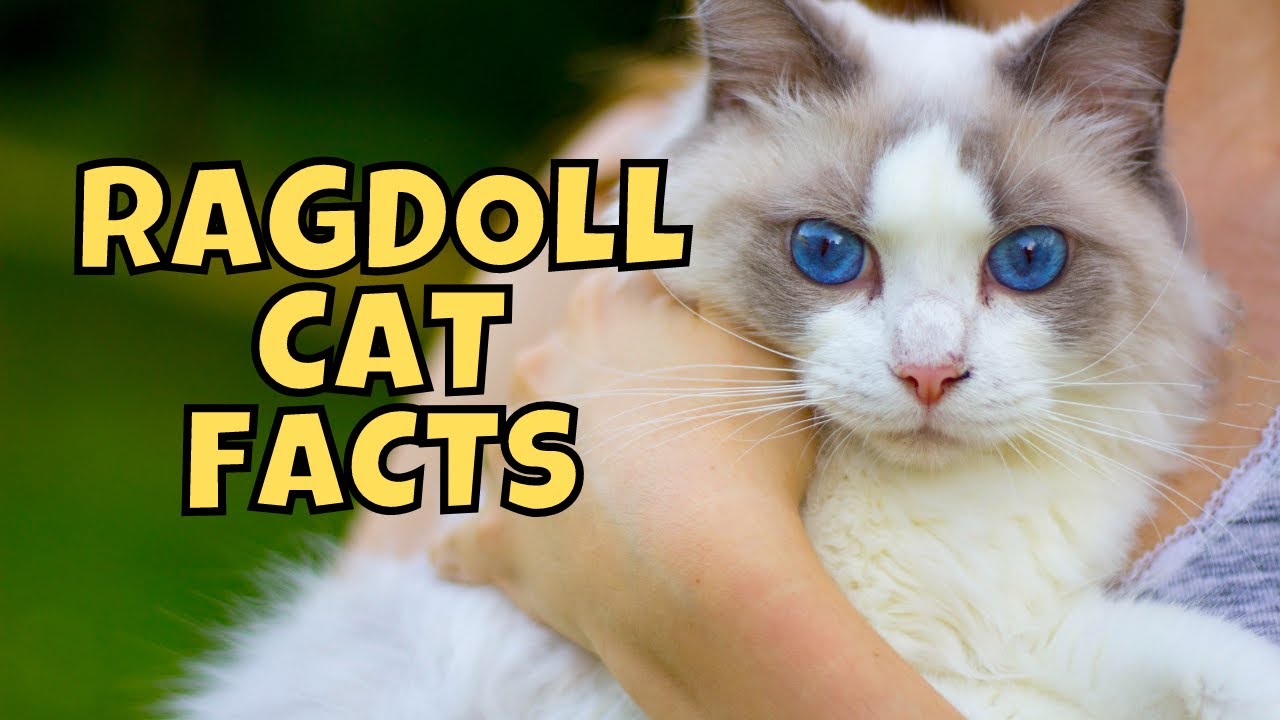 10 Fun Facts About Ragdoll Cats