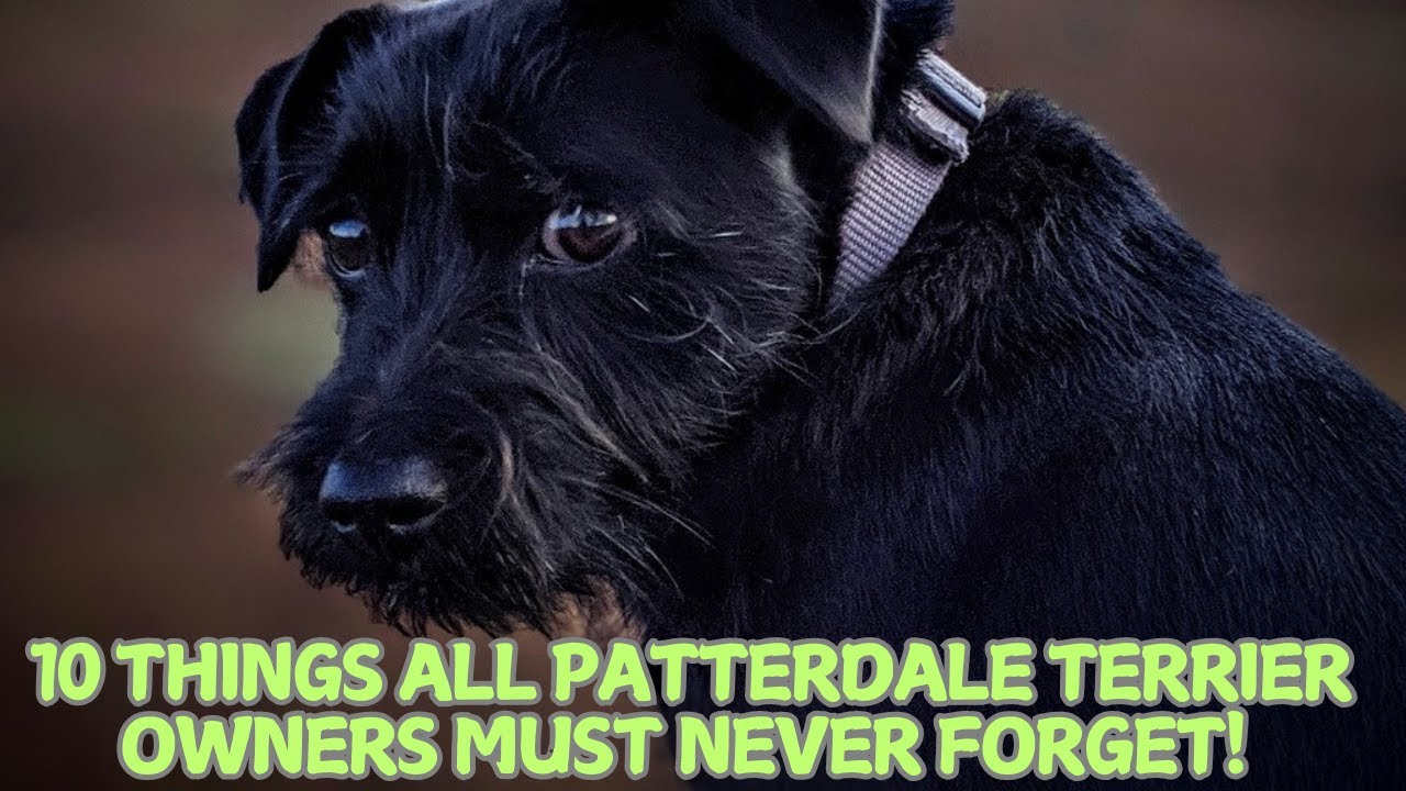 10 Things All Patterdale Terrier Owners Must Never Forget! 🐕