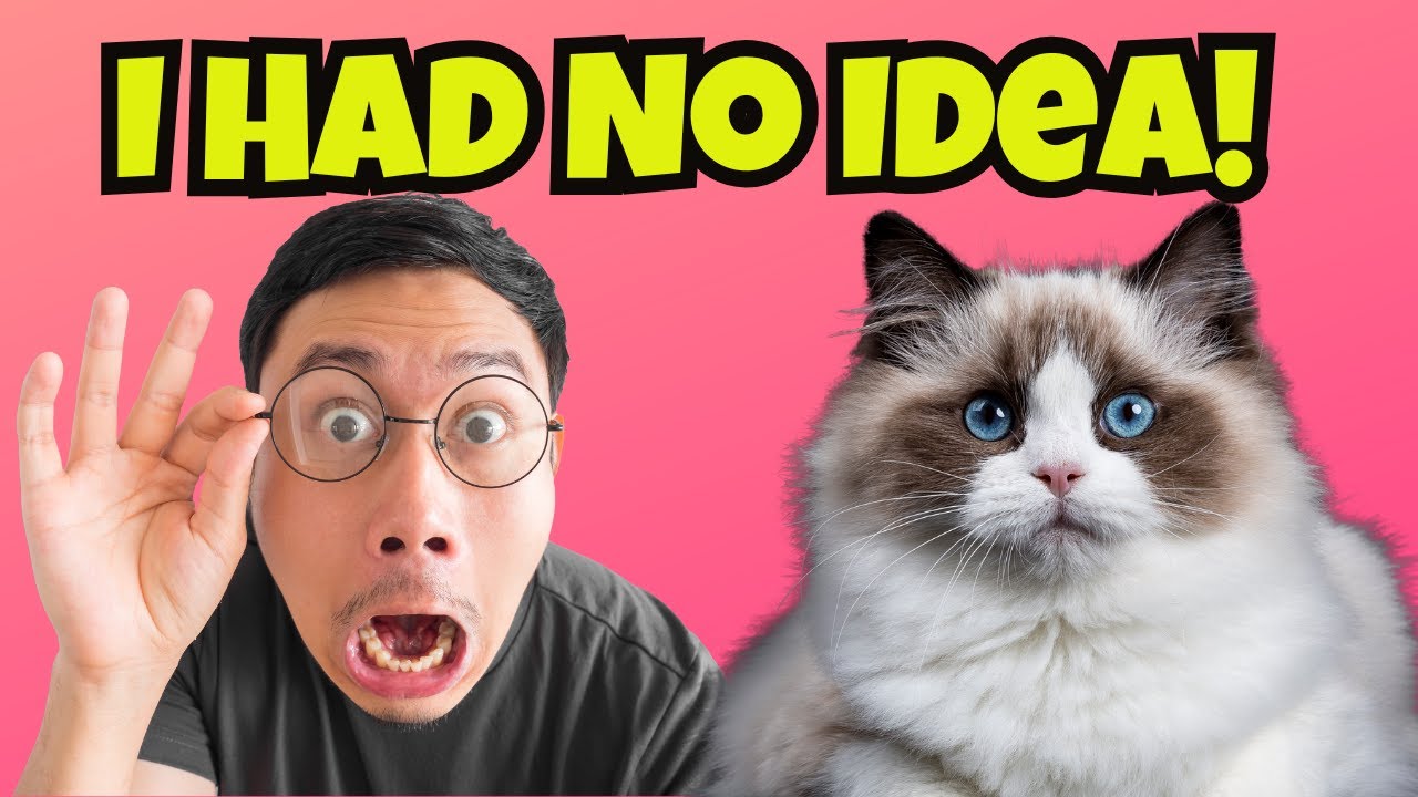 10 Things You Never Knew About Ragdoll Cats