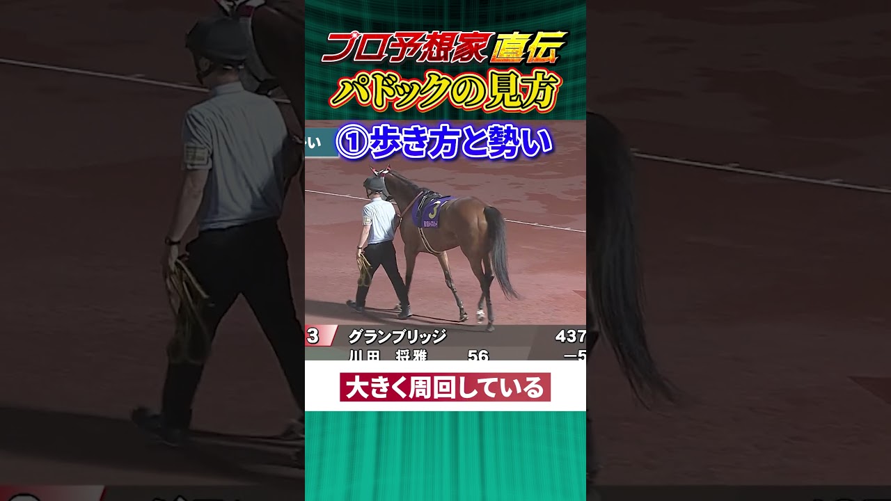 【競馬プロ予想家直伝】100万超払い戻しパドック職人「金子京介」が初心者にパドックの見方を伝授！#パドック予想 #競馬予想 #競馬初心者 #パドックの見方